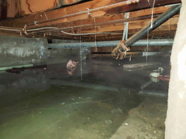 Best Basement water damage restoration  in Alexandria, MN